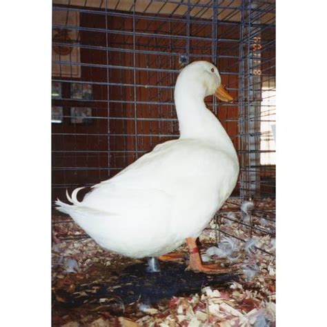 Cackle Hatchery White Pekin Drake Duck Male 701m Blains Farm And Fleet
