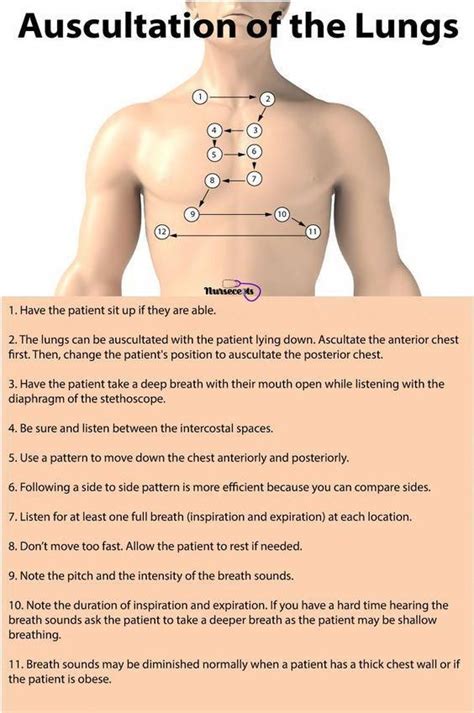 The Auscultation Of The Anterior And Posterior Thorax Is One Of The