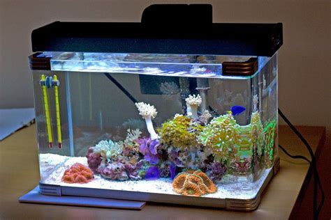 5 Gallon Fish Only Saltwater Tank