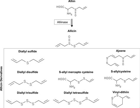 Chemical Structures Of Garlic Derived Organosulfur Compounds Allinase