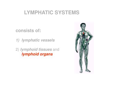 Ppt Lymphatic Systems Powerpoint Presentation Free Download Id707734