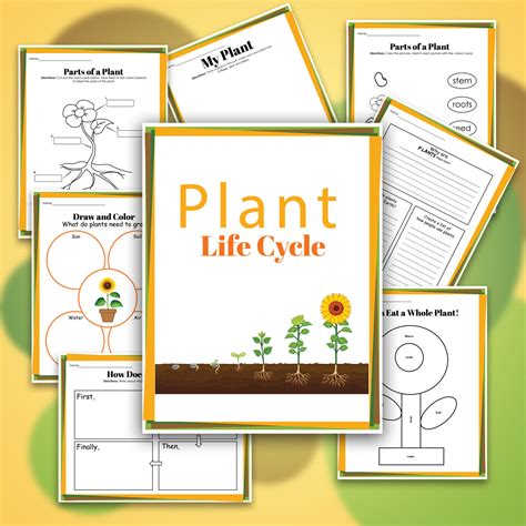 Plant Life Cycle Preschool Worksheet Dandelion Life Cycle Worksheets