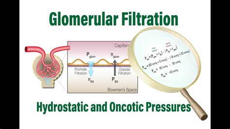 How Glomerular Filtration Rate Is Determined By Hydrostatic And Oncotic Pressures YouTube