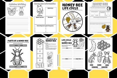 Life Cycle Of A Bee Worksheet Free Printables