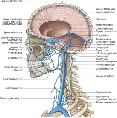 Instant Anatomy Head And Neck Vessels Veins Vertebral Venous Plexus