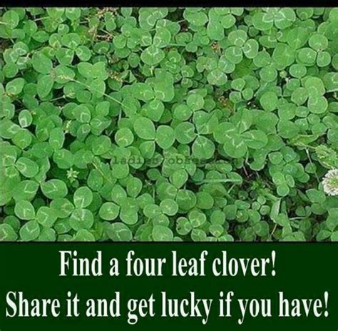 4 Leaf Clover Funny Funny Quotes Funny Memes