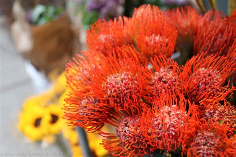 Lining up plans in new york? New York State of Mind: New York Flower District