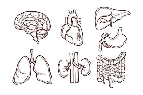 Hand Drawn Illustration Of Human Organs Medical Pictures