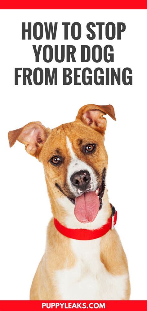Sep 09, 2019 · use a place command one way to stop dogs from begging is to teach your dog to go to its place on command. 3 Easy Ways to Stop Your Dog From Begging - Puppy Leaks