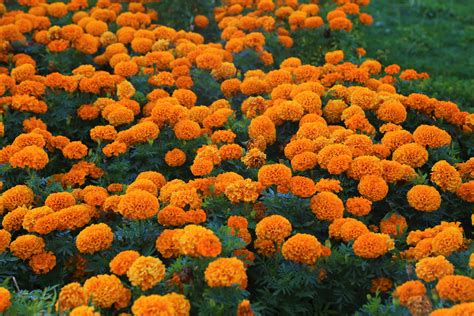 Free Images Flower Nature Summer Beautiful Orange English