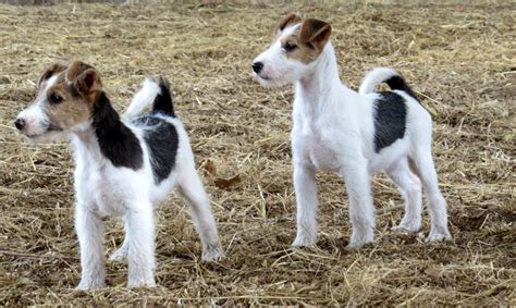 Fox terriers are quick, always alert, and don't wire money or take advance payments. Wire haired Fox Terrier pups for sale | Stockport, Greater ...
