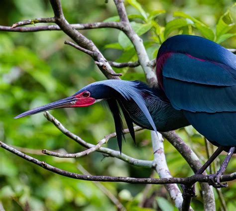 20 Of The Most Photogenic Birds Of Costa Rica