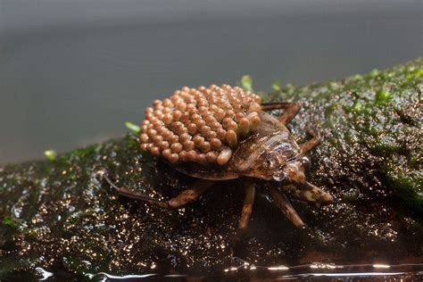 Giant Water Bug Bugsfeed