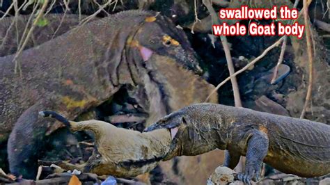 The Huge Komodo Dragons Swallowed The Whole Body Of Goat Live Feeding