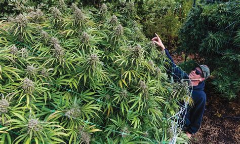 Growing Cannabis In Trees Manual For Growers