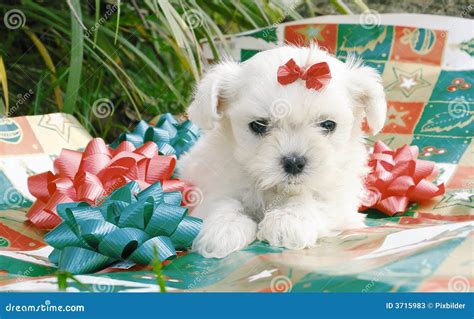 Christmas Maltese Stock Image Image Of Breed Holiday 3715983