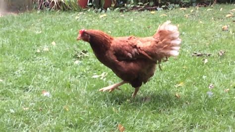Treat A Chicken With Leg Paralysis Success Walking Again On Re