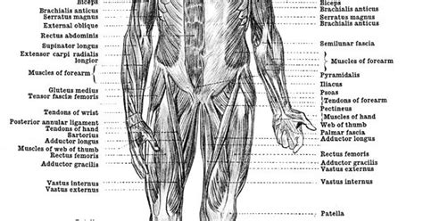 Male Anatomy Diagram Front View Muscles In The Female