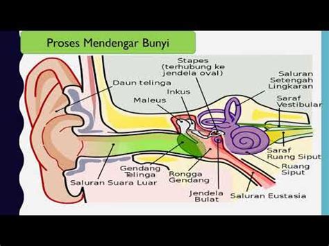 Bagaimana Proses Telinga Mendengar Bunyi