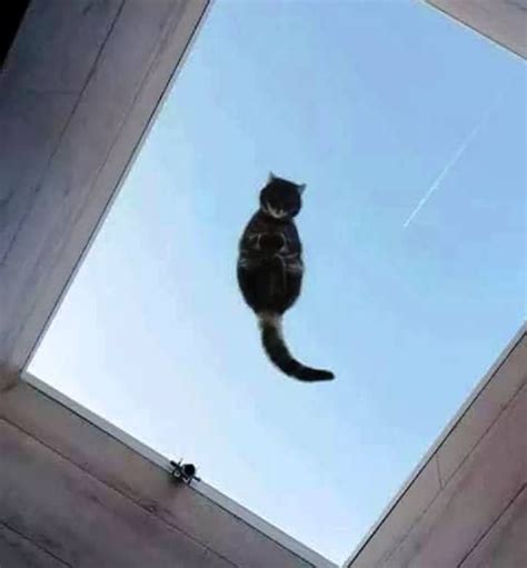 Hover Cat Displays Powers Of Levitation Hover Cat Powers Batman