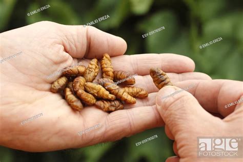 Edible Insects Silkworms Bombyx Mori Pupae Stock Photo Picture And