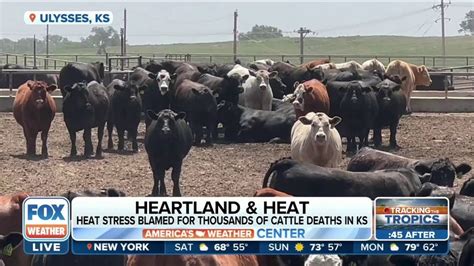 Extreme Heat Blamed For Thousands Of Cattle Deaths In Kansas Latest