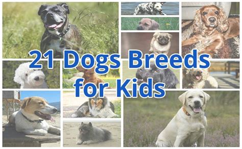 21 Best Dog Breeds For Kids Theyll Love You For This