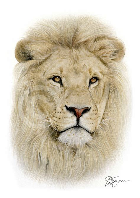 Parce qu'il est le roi de la jungle. Inspiration Dessin Lion Realiste Couleur - Random Spirit