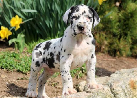 9 Campbell River Great Dane Dog Puppies For Sale Or Adoption Near Me