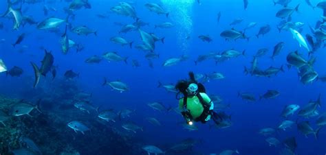 Azores Nominated Worlds Best Diving Destination At World Travel Awards