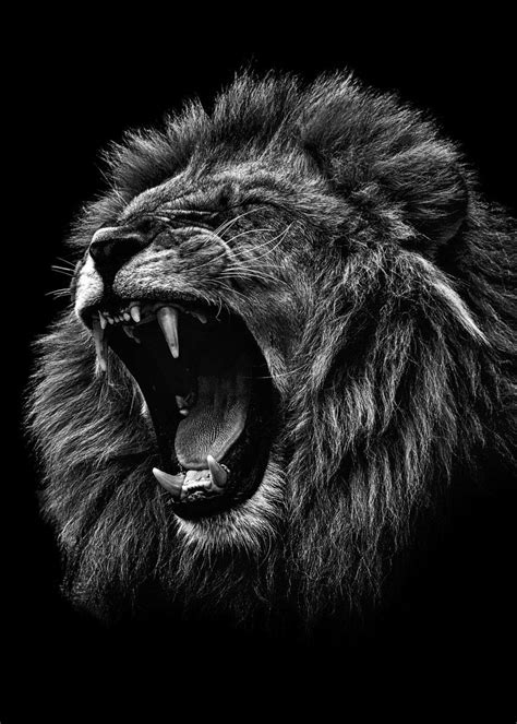 Angry Lion Black And Whiteangry Lion Black And White Head Rlion Face