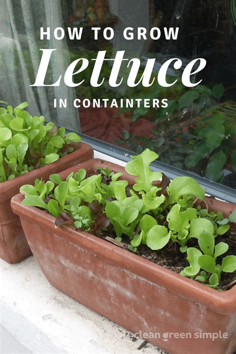 8 Tips For Growing Lettuce In Pots Clean Green Simple