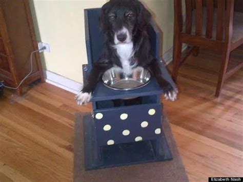 This is great practice for the pause table. Rescue Dog With Special Needs Can Only Eat From Her High ...