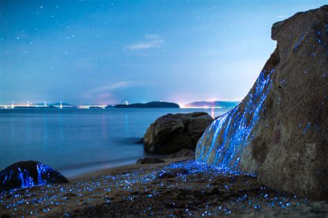 Bioluminescent Sea Fireflies Stock Photo Download Image Now Istock