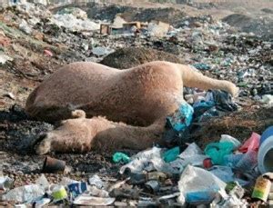 Kesan toksik daripada sampah plastik yang diimport di malaysia (the recycling myth 2.0: Kelas Sains Cikgu Azmi: Kesan Pencemaran Plastik Kepada Haiwan