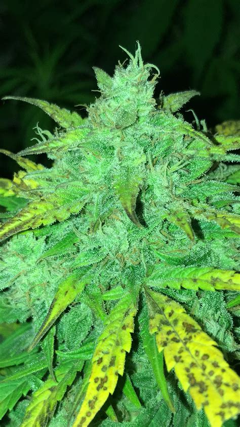 Seedsman Auto Lemon Grow Diary Journal Week12 By Scd250719 Growdiaries