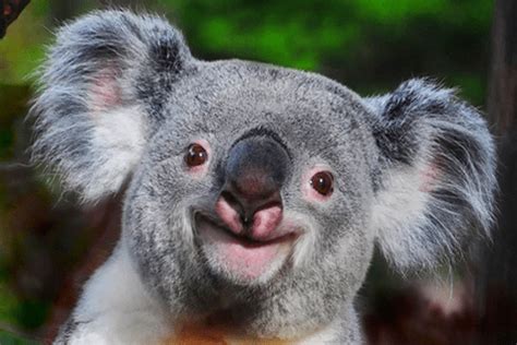 50 Cute And Cuddly Koala Pictures