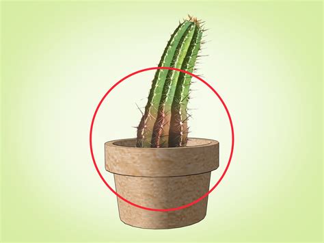 Comment Faire Pousser Un Cactus 15 étapes