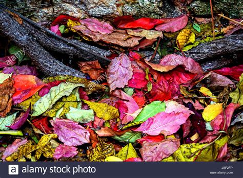 Colourful Autumn Leaves On The Ground Stock Photo Alamy