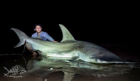 Huge Hammerhead Shark Caught At South Padre Island