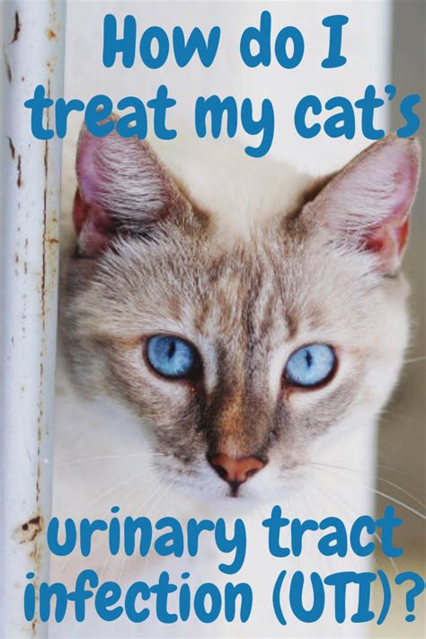 How Do I Treat My Cats Urinary Tract Infection Uti Urinary Tract Infection Cat Parenting