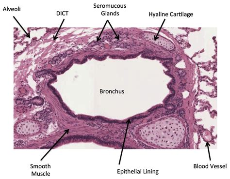Lung Alveoli Histology The Best Porn Website