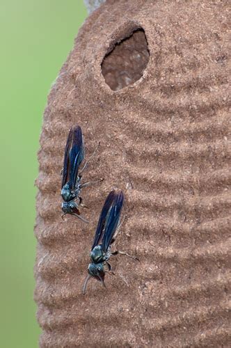 Warrior Wasps Genus Synoeca · Inaturalist