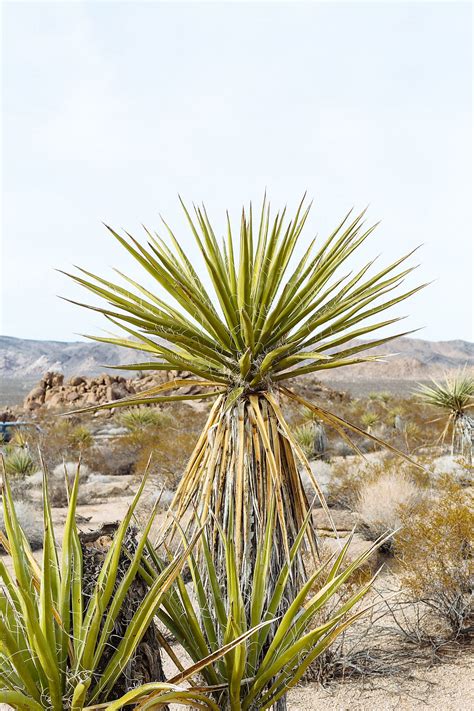 «Desert Palm» del colaborador de Stocksy «Melanie Riccardi» - Stocksy