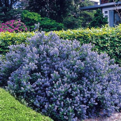 The 25 Best Blue Flowering Shrubs Ideas On Pinterest Blue Plants