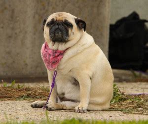 Find images of fat dog. Dog Food Archives