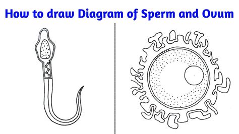 How To Draw Diagram Of Sperm And Ovum Step By Step Youtube