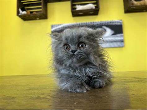 Westchester Puppies And Kittens Persian Kittens For Sale New York
