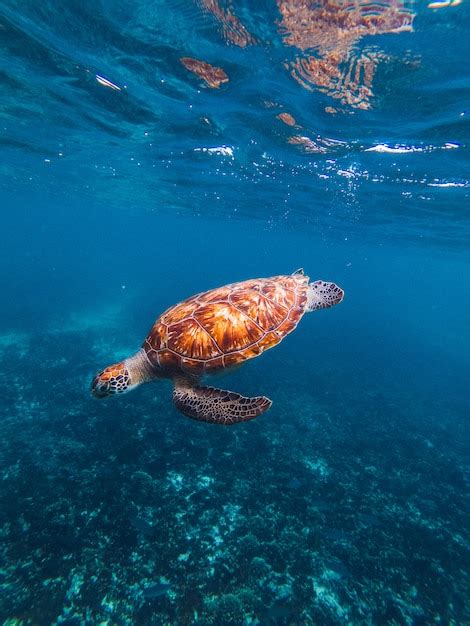 Premium Photo Turtle Underwater