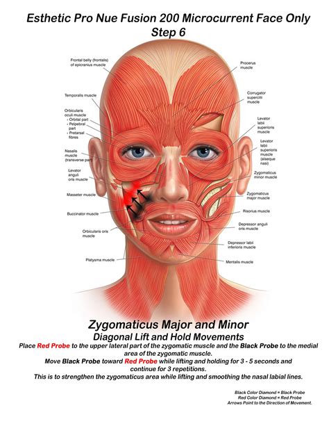 Head Regions Anatomy